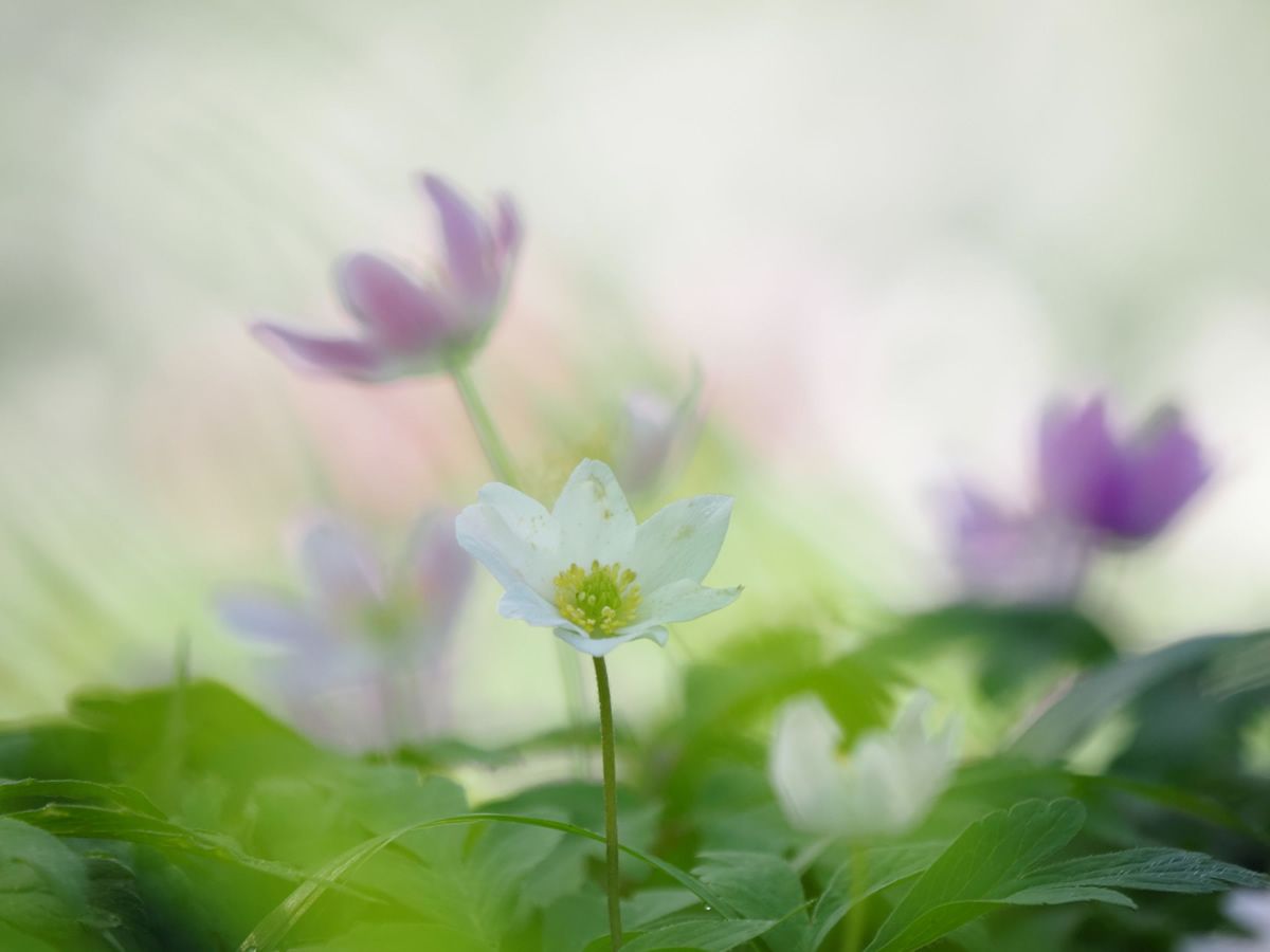 Sonnabend, 18. April 2026