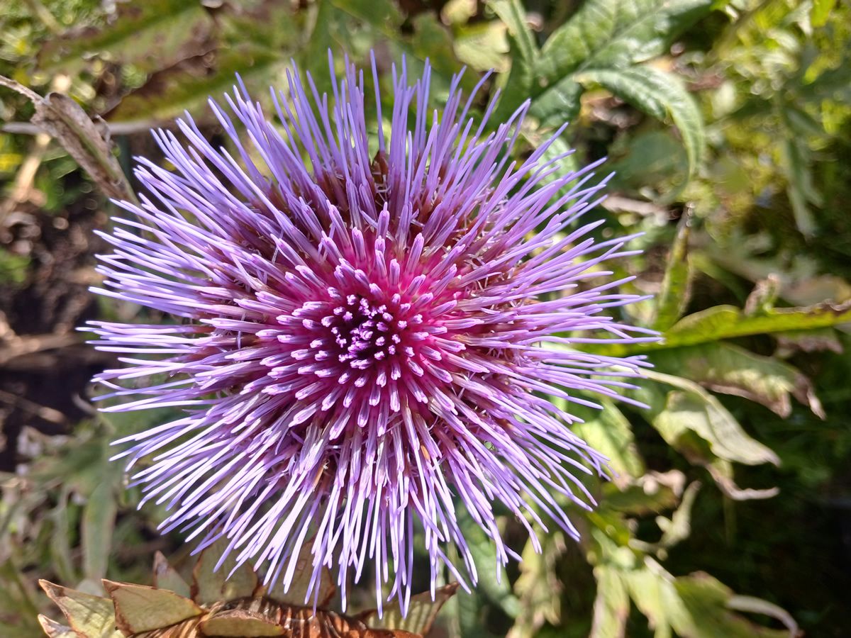 Sonnabend, 5. September 2026