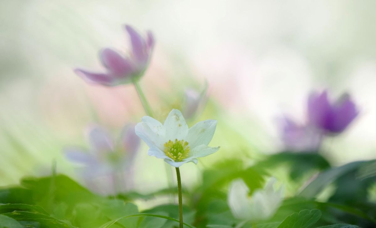 Das Tribohmer Bachtal ist ein kleines Seitental des Talmoores der Recknitz
