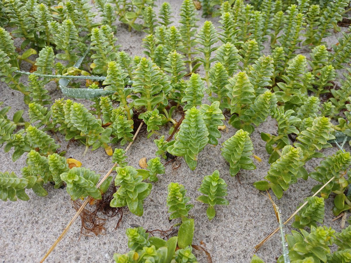 Sonnabend, 11. Juli 2026