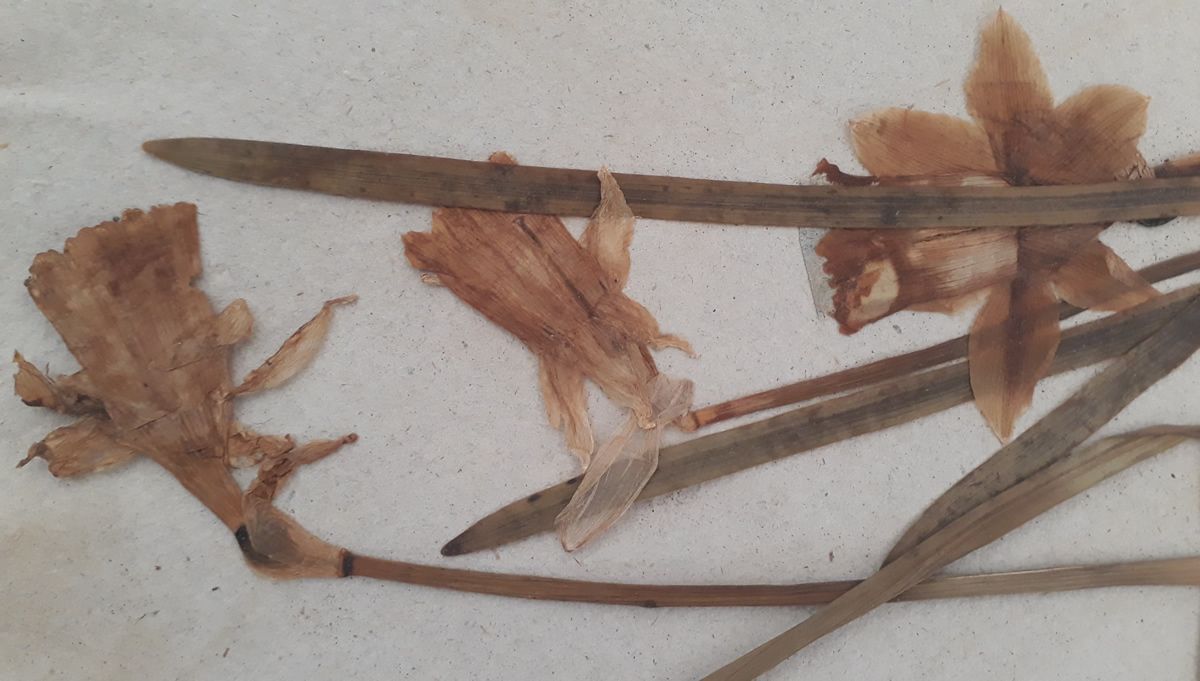 Sonntag, 1. März 2026