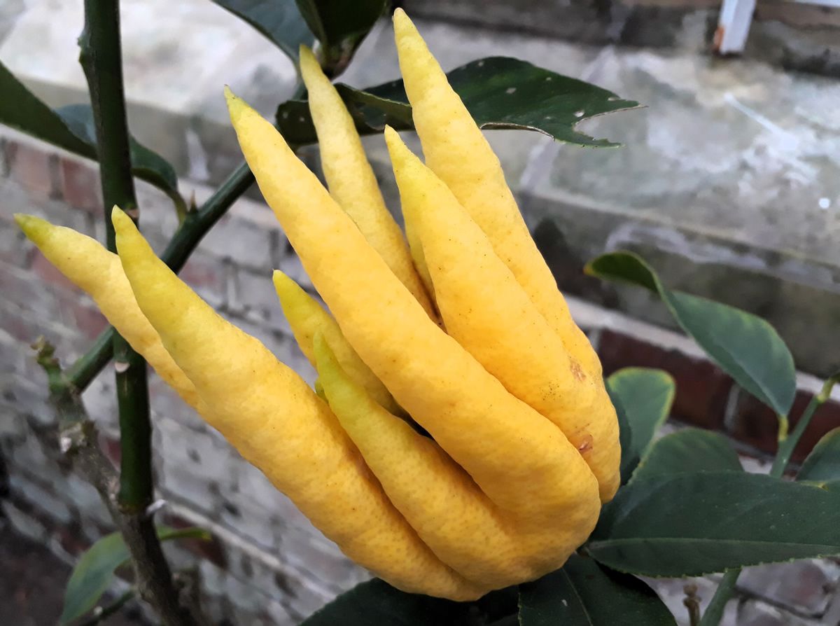 Sonnabend, 31. Januar 2026